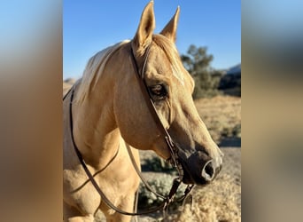 American Quarter Horse, Wałach, 12 lat, 155 cm, Izabelowata