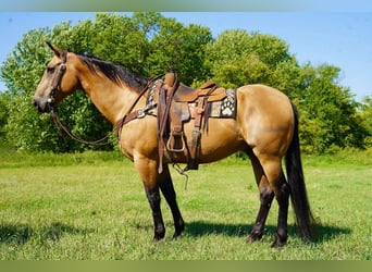 American Quarter Horse, Wałach, 12 lat, 155 cm, Jelenia