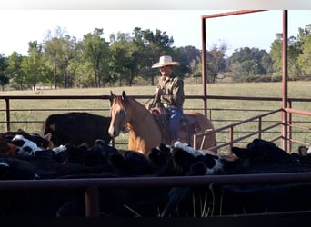 American Quarter Horse, Wałach, 12 lat, 155 cm, Jelenia