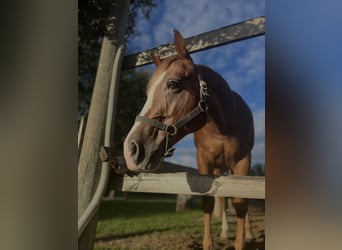 American Quarter Horse, Wałach, 12 lat, 155 cm, Kasztanowata