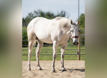 American Quarter Horse, Wałach, 12 lat, 155 cm, Siwa w hreczce