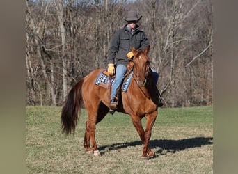 American Quarter Horse, Wałach, 12 lat, 157 cm, Bułana