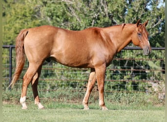 American Quarter Horse, Wałach, 12 lat, 157 cm, Bułana