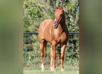 American Quarter Horse, Wałach, 12 lat, 157 cm, Bułana