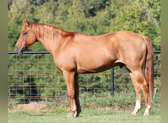 American Quarter Horse, Wałach, 12 lat, 157 cm, Bułana