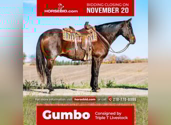 American Quarter Horse, Wałach, 12 lat, 157 cm, Gniadodereszowata