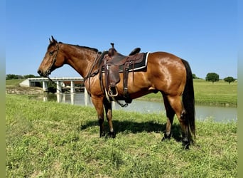 American Quarter Horse, Wałach, 12 lat, 163 cm, Gniada