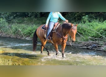 American Quarter Horse, Wałach, 12 lat, 163 cm, Gniada