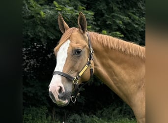 American Quarter Horse, Wałach, 12 lat, 165 cm, Bułana