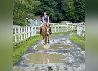 American Quarter Horse, Wałach, 12 lat, 165 cm, Bułana