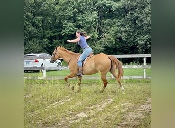 American Quarter Horse, Wałach, 12 lat, 165 cm, Bułana