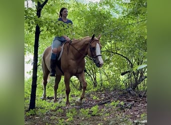 American Quarter Horse, Wałach, 12 lat, 165 cm, Bułana