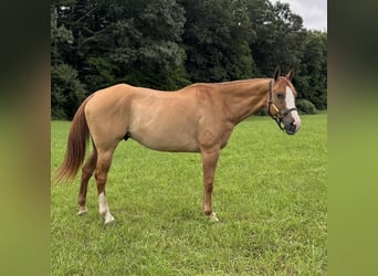 American Quarter Horse, Wałach, 12 lat, 165 cm, Bułana