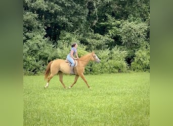 American Quarter Horse, Wałach, 12 lat, 165 cm, Bułana