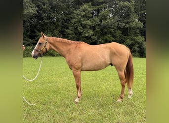 American Quarter Horse, Wałach, 12 lat, 165 cm, Bułana