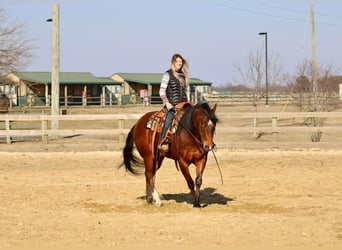 American Quarter Horse, Wałach, 12 lat, Gniada