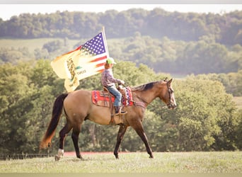 American Quarter Horse, Wałach, 12 lat, Grullo