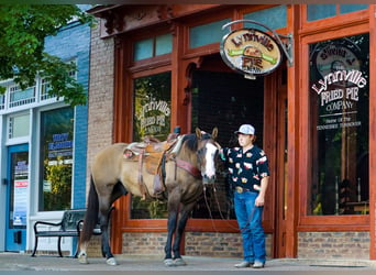 American Quarter Horse, Wałach, 12 lat, Grullo