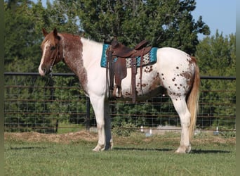 American Quarter Horse, Wałach, 12 lat, Srokata