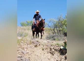 American Quarter Horse, Wałach, 13 lat, 142 cm, Ciemnokasztanowata