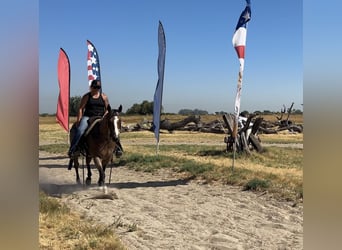 American Quarter Horse, Wałach, 13 lat, 142 cm, Gniadodereszowata