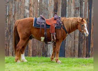 American Quarter Horse, Wałach, 13 lat, 142 cm, Overo wszelkich maści