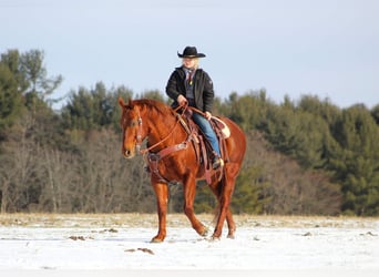 American Quarter Horse Mix, Wałach, 13 lat, 147 cm, Cisawa