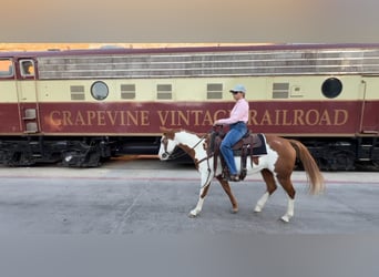 American Quarter Horse, Wałach, 13 lat, 147 cm, Overo wszelkich maści