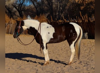 American Quarter Horse, Wałach, 13 lat, 147 cm, Tobiano wszelkich maści