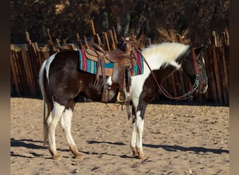 American Quarter Horse, Wałach, 13 lat, 147 cm, Tobiano wszelkich maści