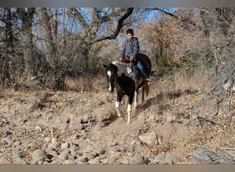 American Quarter Horse, Wałach, 13 lat, 147 cm, Tobiano wszelkich maści