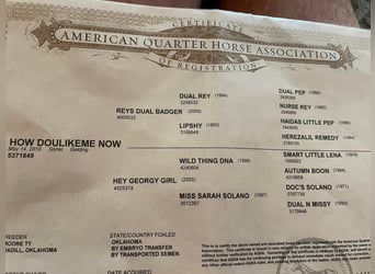 American Quarter Horse, Wałach, 13 lat, 150 cm, Cisawa