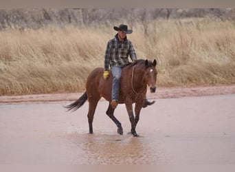American Quarter Horse, Wałach, 13 lat, 150 cm, Gniada