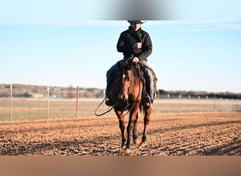 American Quarter Horse, Wałach, 13 lat, 150 cm, Gniada