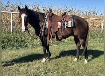 American Quarter Horse, Wałach, 13 lat, 150 cm, Gniada