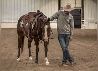 American Quarter Horse, Wałach, 13 lat, 150 cm, Gniada