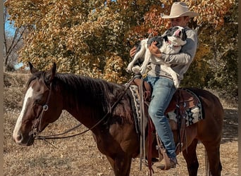 American Quarter Horse, Wałach, 13 lat, 150 cm, Gniada