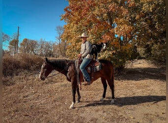 American Quarter Horse, Wałach, 13 lat, 150 cm, Gniada