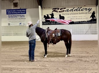 American Quarter Horse, Wałach, 13 lat, 150 cm, Gniada