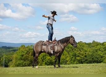 American Quarter Horse, Wałach, 13 lat, 150 cm, Grullo