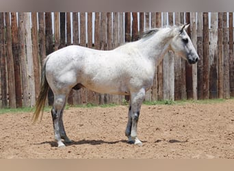 American Quarter Horse, Wałach, 13 lat, 150 cm, Siwa jabłkowita