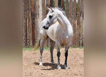 American Quarter Horse, Wałach, 13 lat, 150 cm, Siwa jabłkowita