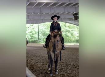 American Quarter Horse Mix, Wałach, 13 lat, 152 cm, Bułana