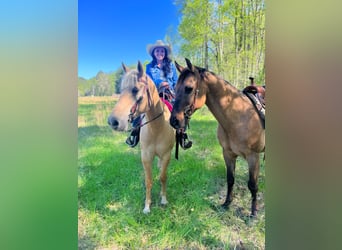 American Quarter Horse Mix, Wałach, 13 lat, 152 cm, Bułana