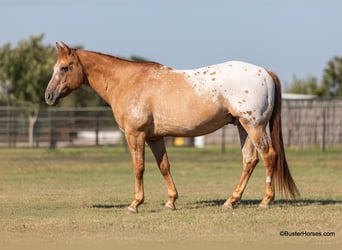 American Quarter Horse, Wałach, 13 lat, 152 cm, Bułana