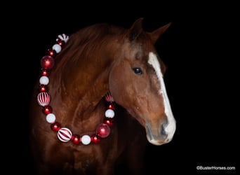 American Quarter Horse, Wałach, 13 lat, 152 cm, Ciemnokasztanowata