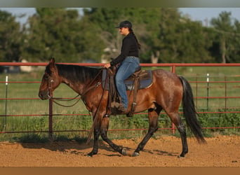 American Quarter Horse, Wałach, 13 lat, 152 cm, Gniadodereszowata