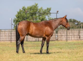 American Quarter Horse, Wałach, 13 lat, 152 cm, Gniadodereszowata