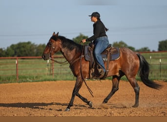 American Quarter Horse, Wałach, 13 lat, 152 cm, Gniadodereszowata