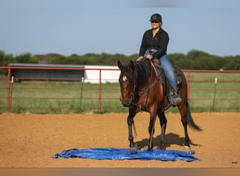 American Quarter Horse, Wałach, 13 lat, 152 cm, Gniadodereszowata